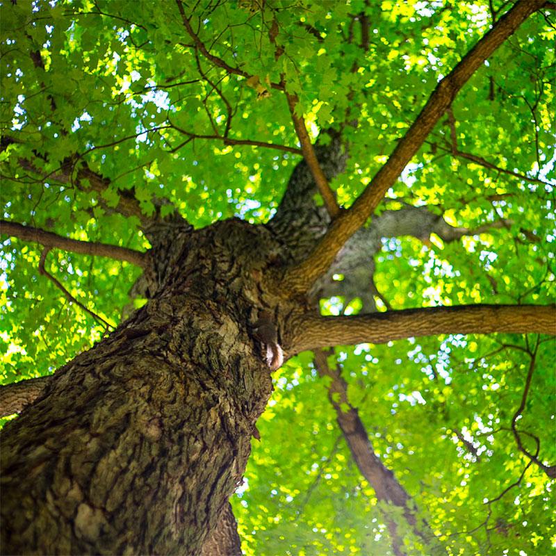 Wittenberg Tree