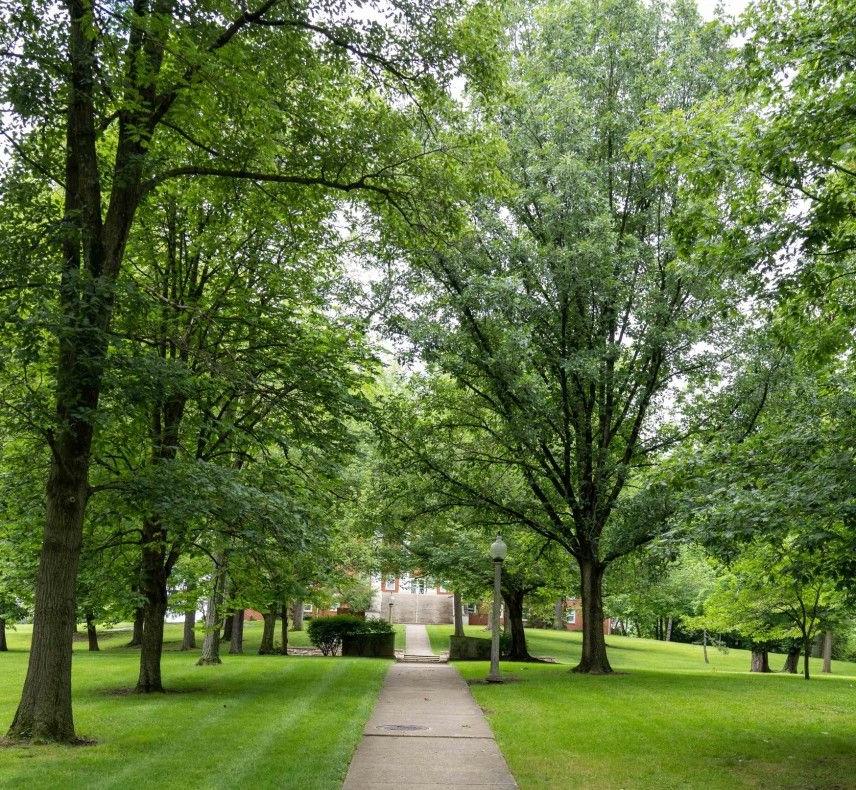 Trees at Wittenberg