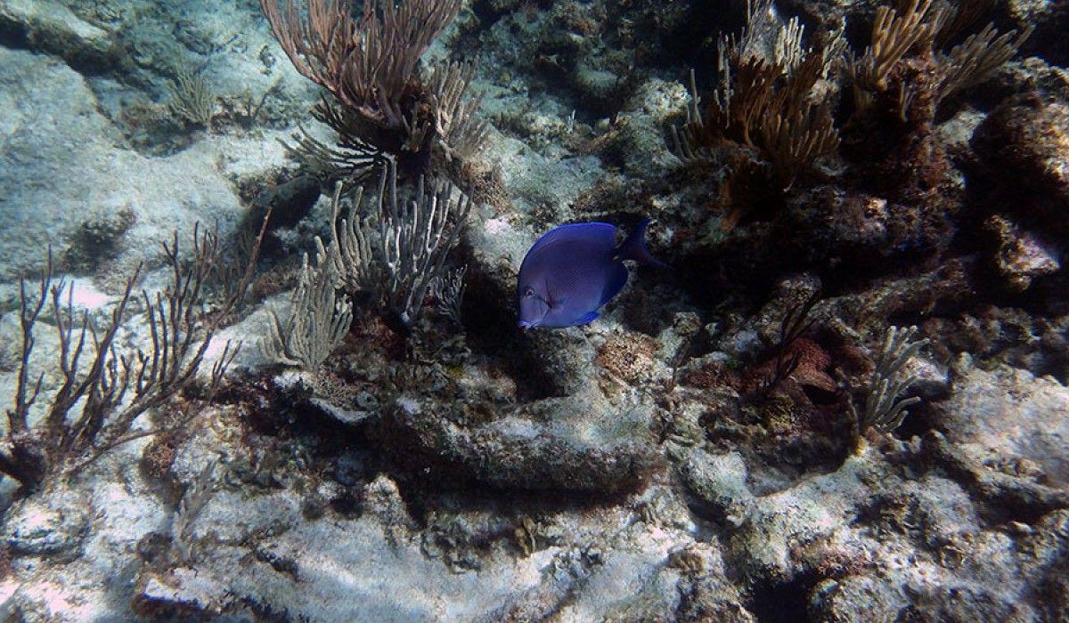 a school of blue tangs