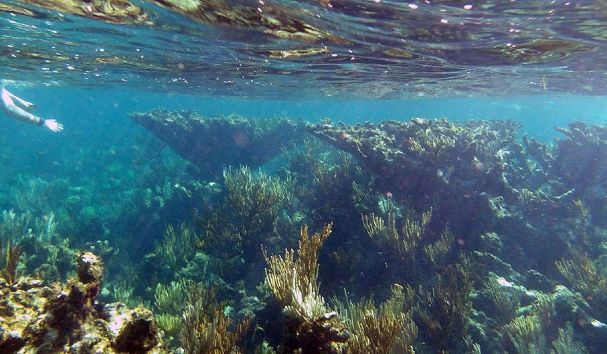 Coral Reefs