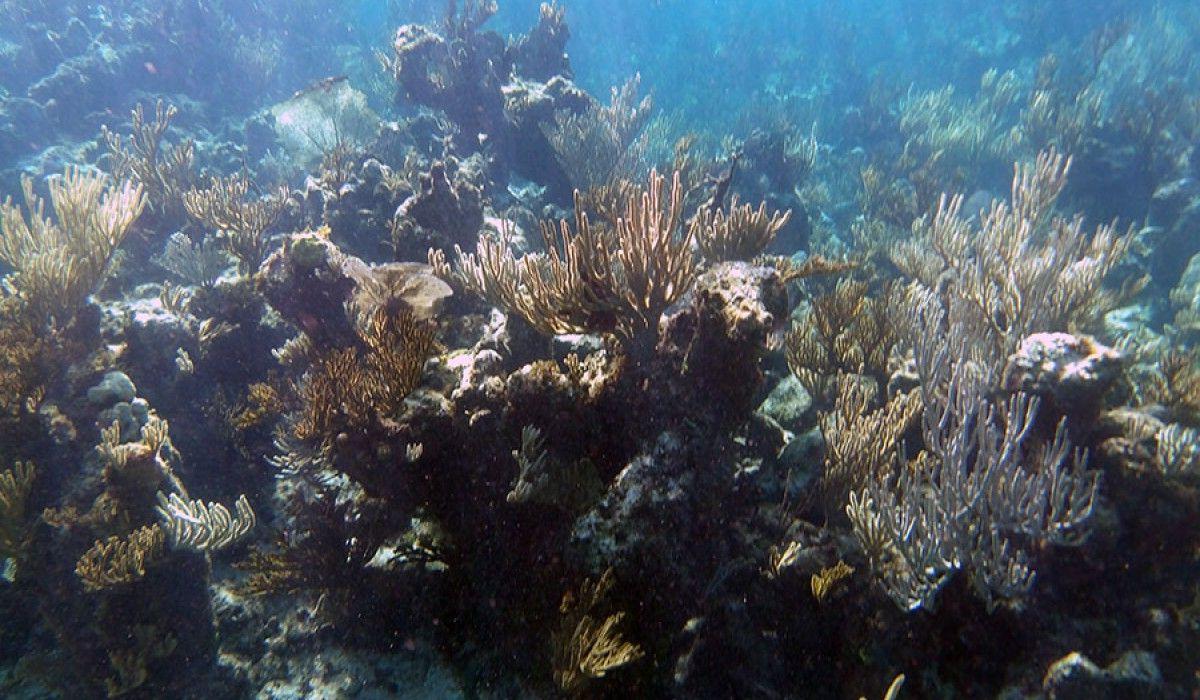 The many, many healthy corals we were able to see