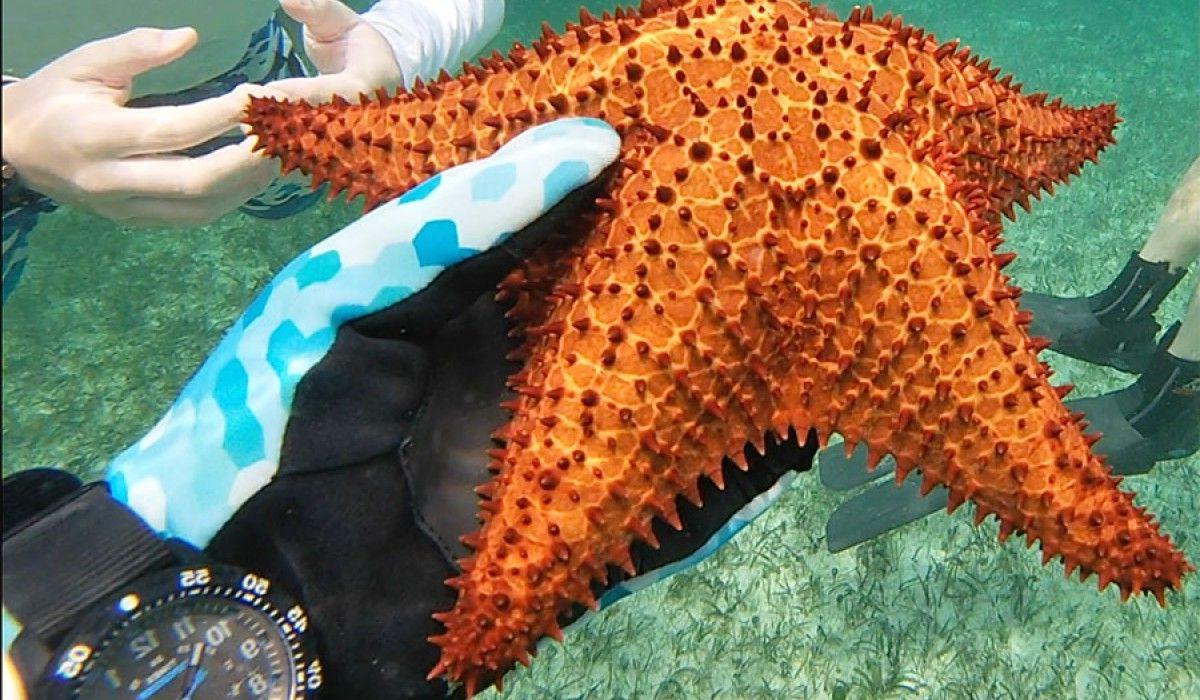 This cushion sea star is not at all “cushy” 