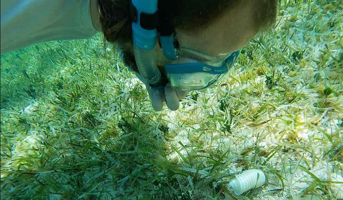 Connor '25 checking out a conch egg case