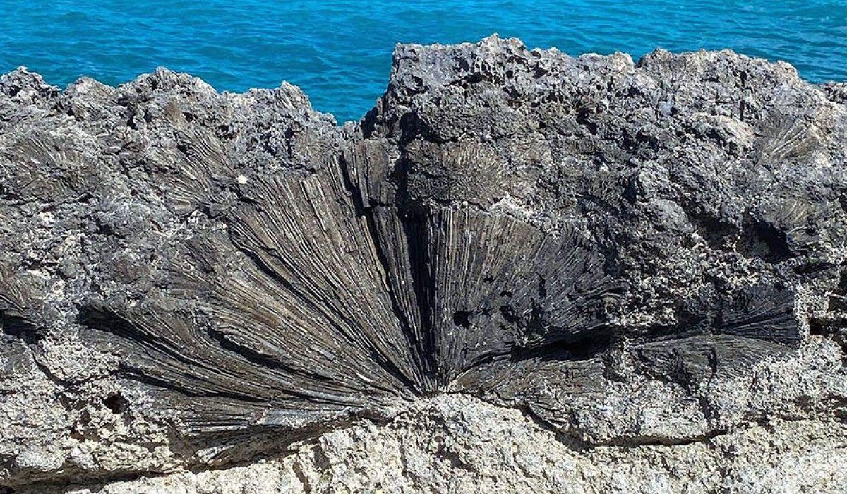 brain coral fossil