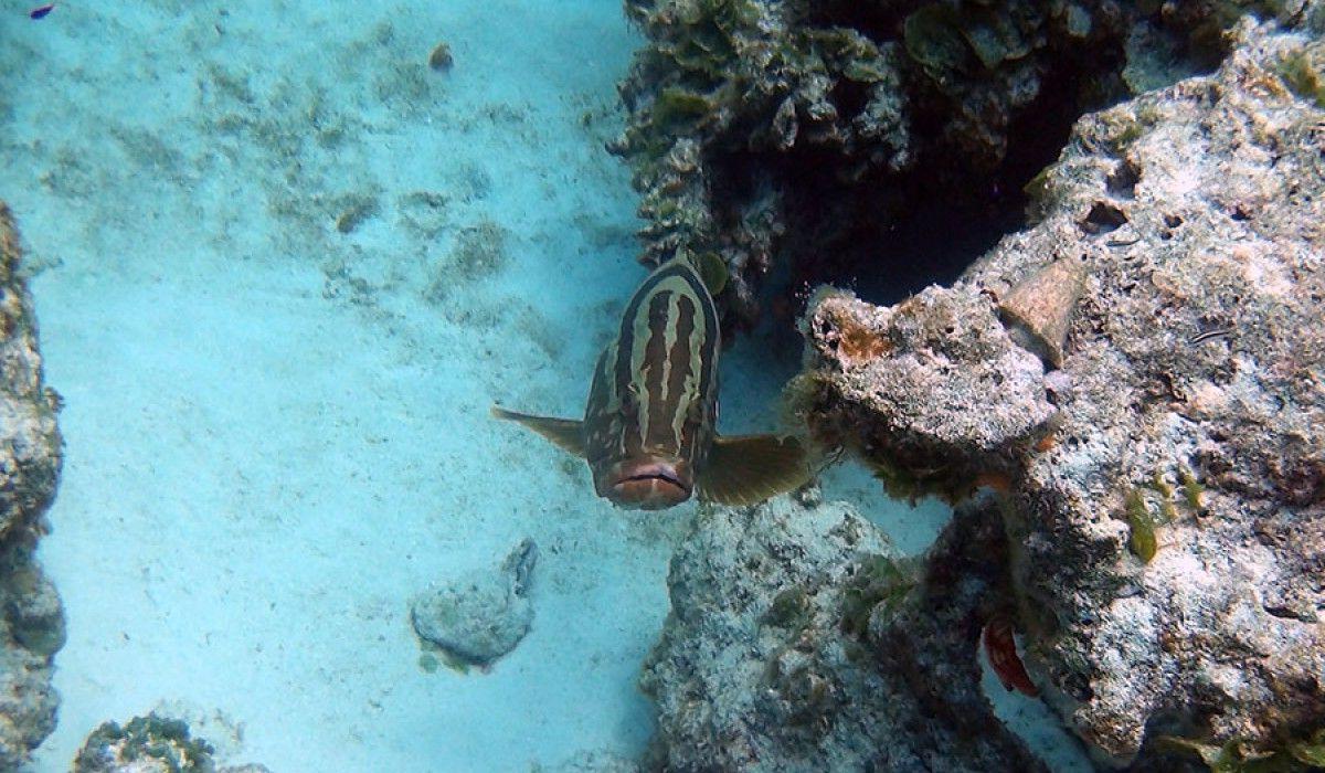 Nassau Grouper