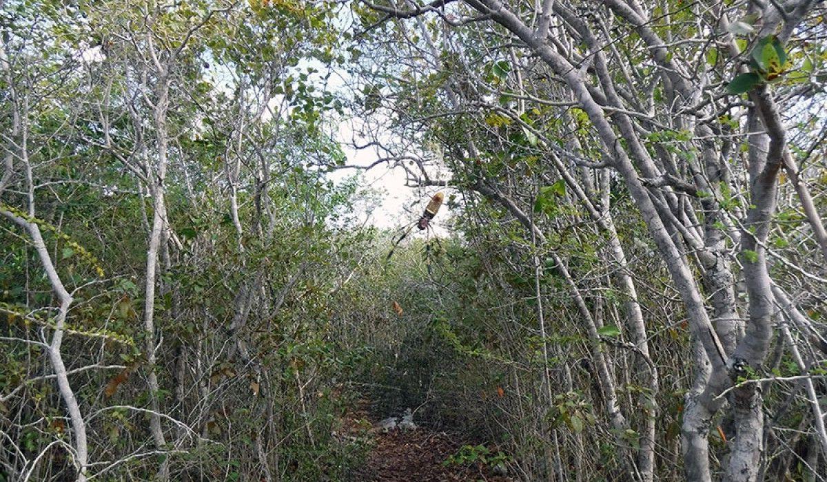 huge spider blocking our path