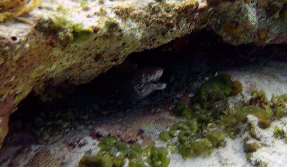 Spotted Moray Eel 