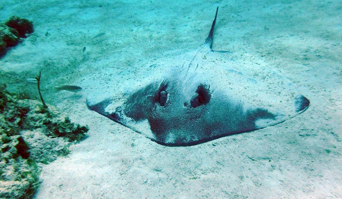 Southern stingray