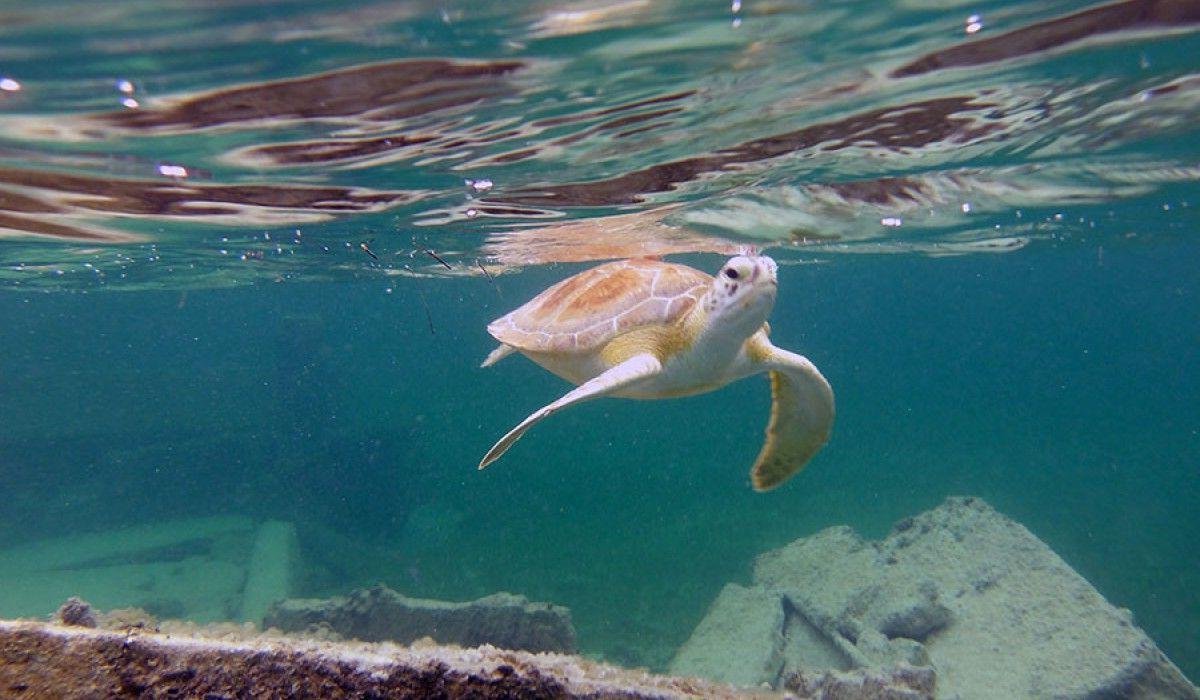 A green turtle welcoming our group to the government dock