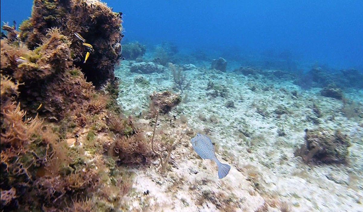 a honeycomb cowfish