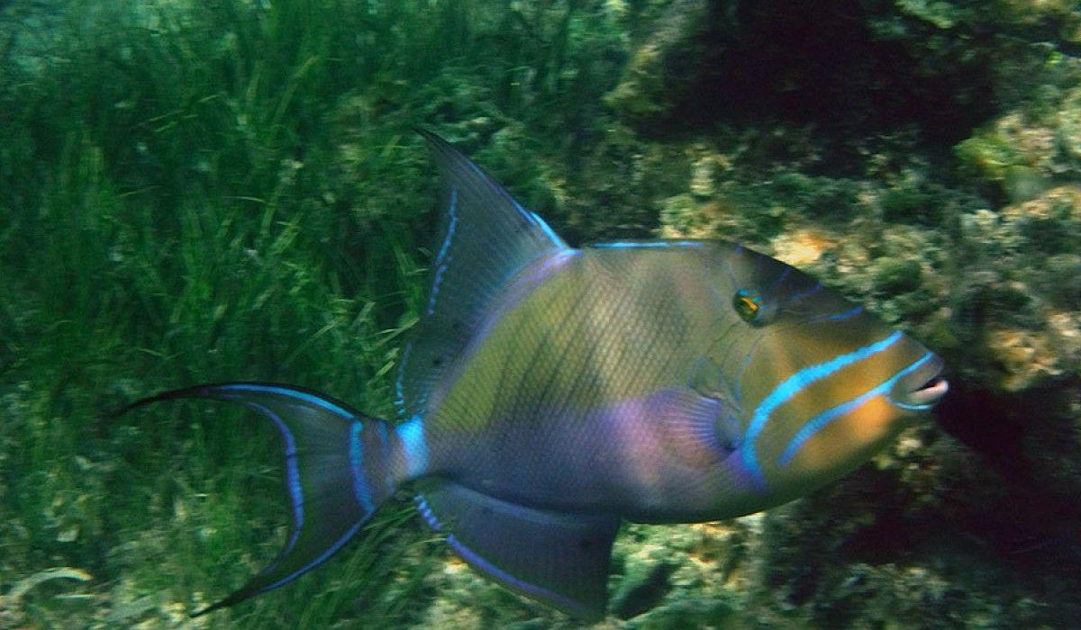 Queen triggerfish