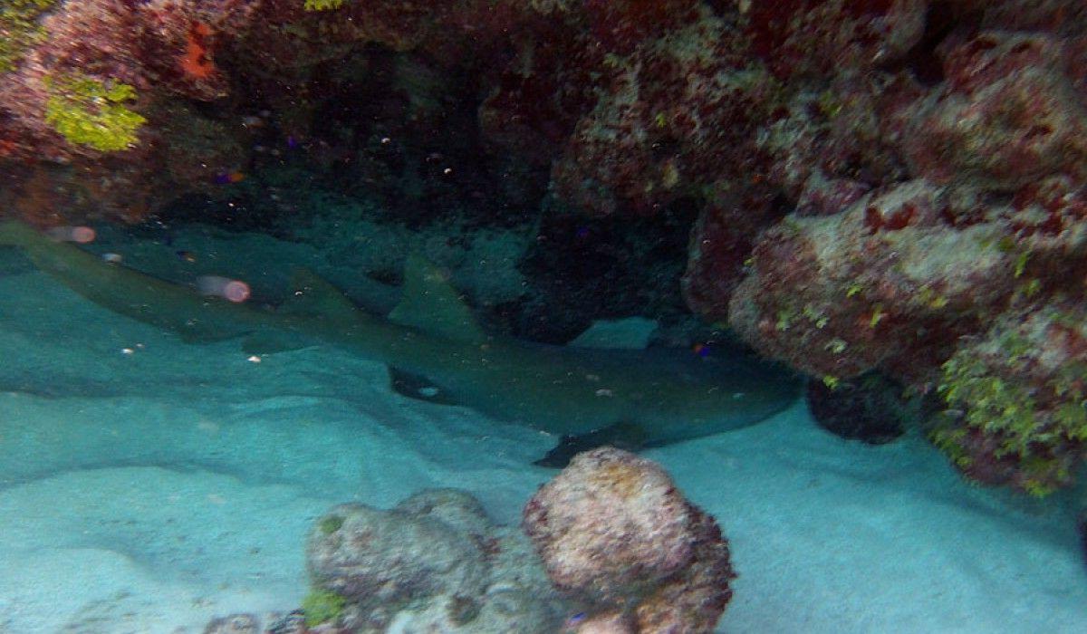 nurse shark resting on the bottom