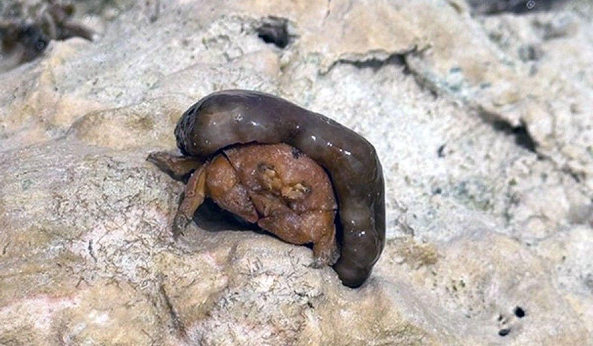 a dromid crab holding a sponge over itself for camouflage