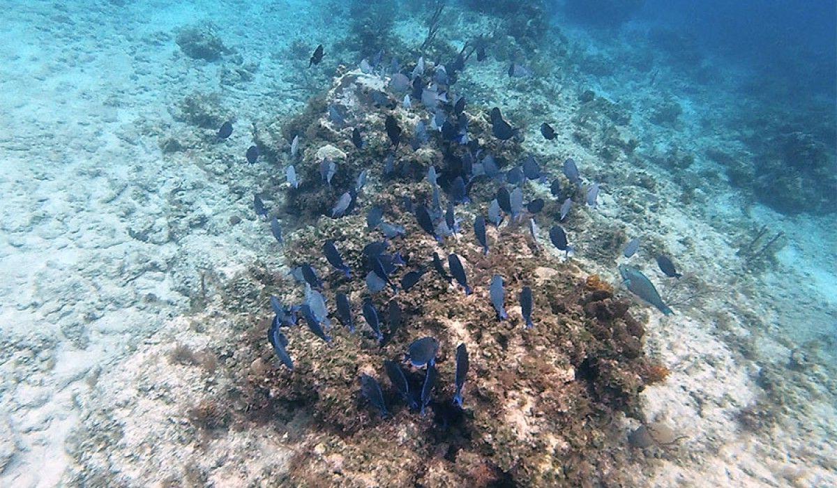 a school of blue tang on a reef