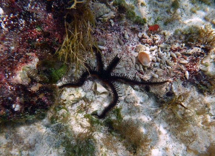 Brittle Star