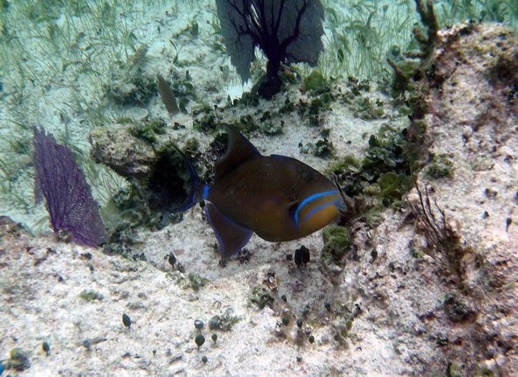 Triggerfish