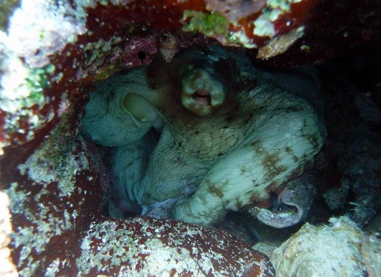 an octopus in its hole at snapshot reef