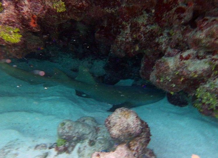 nurse shark resting on the bottom